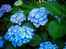 Load image into Gallery viewer, Hydrangea macrophylla Nikko Blue 2 Gallon
