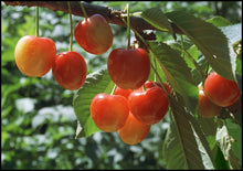Load image into Gallery viewer, Pre-Order Cherry Trees
