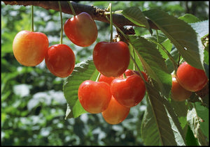 Pre-Order Cherry Trees