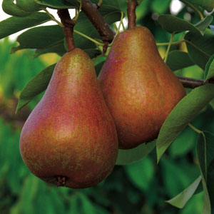Pre-Order Pear Trees - Pyrus Trees