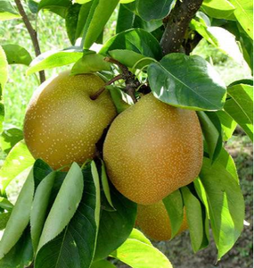 Pre-Order Pear Trees - Pyrus Trees
