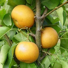 Load image into Gallery viewer, Pre-Order Pear Trees - Pyrus Trees
