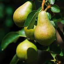 Load image into Gallery viewer, Pre-Order Pear Trees - Pyrus Trees
