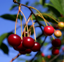 Load image into Gallery viewer, Pre-Order Cherry Trees

