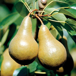 Pre-Order Pear Trees - Pyrus Trees