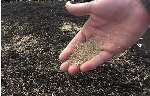 Seed Grass Kentucky Blue Grass