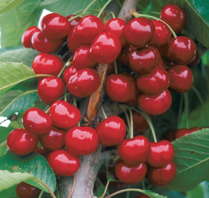 Pre-Order Cherry Trees