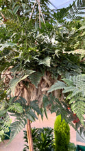 Load image into Gallery viewer, PRE-ORDER Ferns
