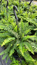 Load image into Gallery viewer, PRE-ORDER Ferns
