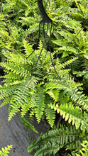 Load image into Gallery viewer, PRE-ORDER Ferns
