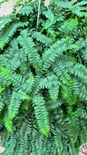 Load image into Gallery viewer, PRE-ORDER Ferns
