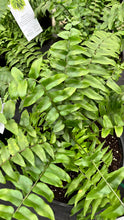 Load image into Gallery viewer, PRE-ORDER Ferns
