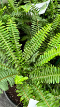 Load image into Gallery viewer, PRE-ORDER Ferns
