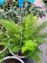 Load image into Gallery viewer, PRE-ORDER Ferns
