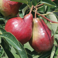 Load image into Gallery viewer, Pre-Order Pear Trees - Pyrus Trees
