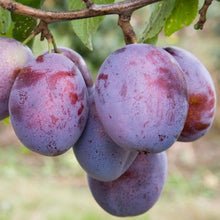 Load image into Gallery viewer, Pre-Order Plum Trees
