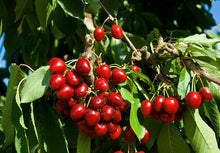 Load image into Gallery viewer, Pre-Order Cherry Trees
