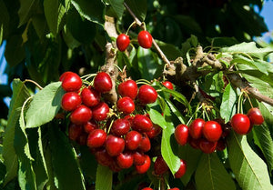 Pre-Order Cherry Trees