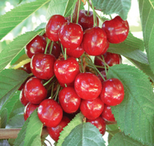 Load image into Gallery viewer, Pre-Order Cherry Trees
