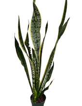Load image into Gallery viewer, Snake Plant - Sansevieria Laurentii
