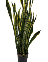 Load image into Gallery viewer, Snake Plant - Sansevieria Laurentii
