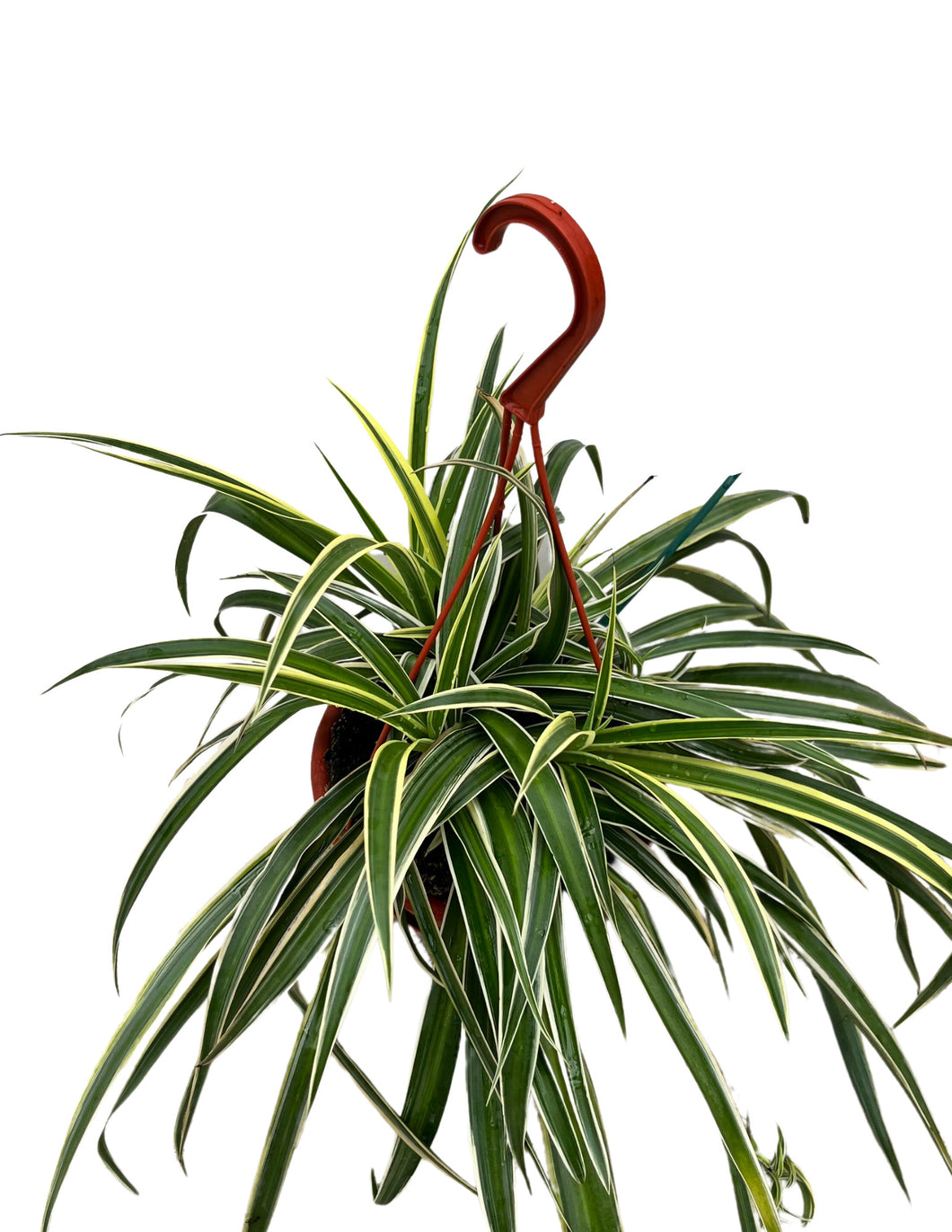 Variegated Spider Plant - Chlorophytum variegata