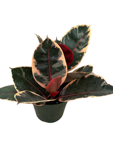Ruby Rubber Tree - Ficus elastica Ruby