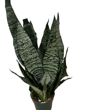 Load image into Gallery viewer, Zeylanica Snake Plant - Sansevieria Zeylanica superba
