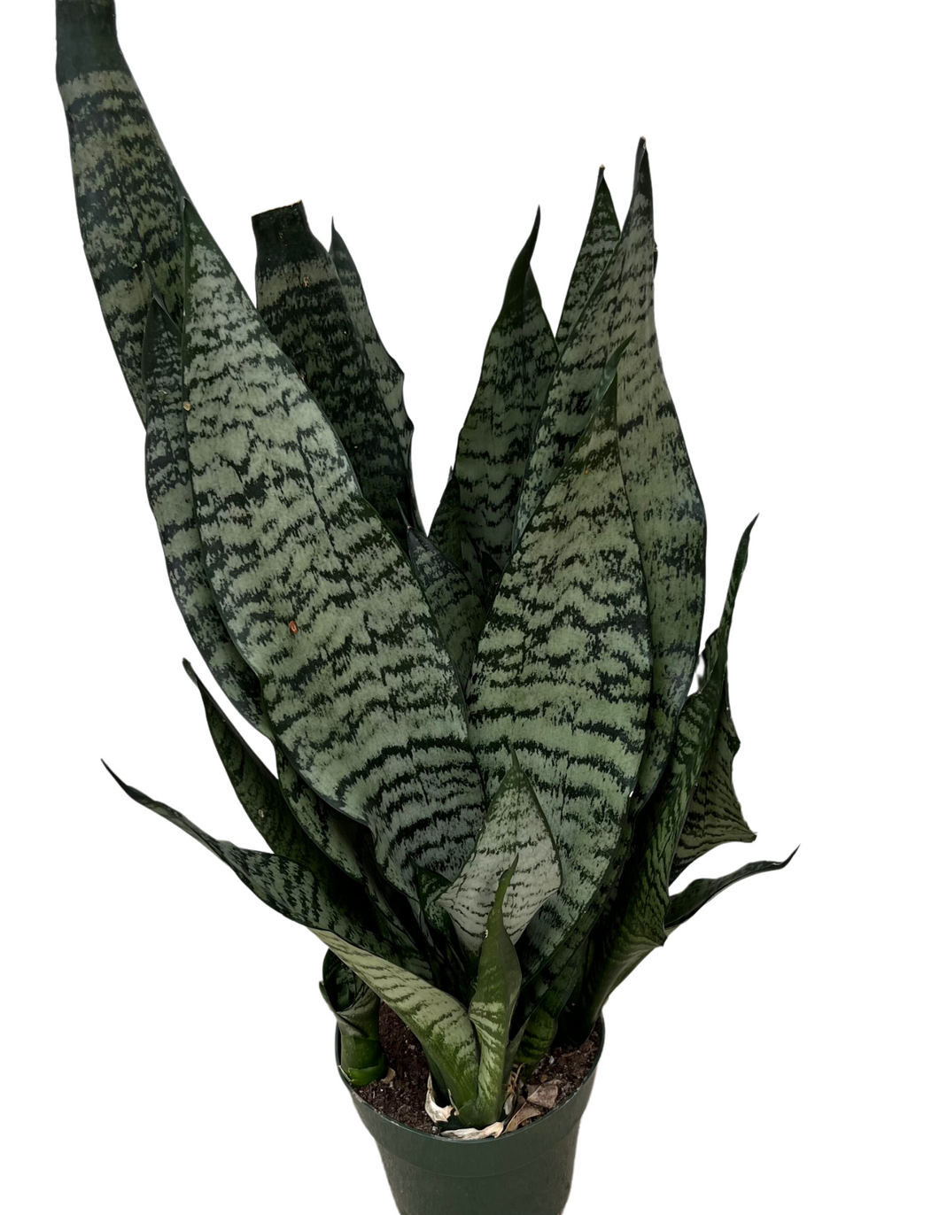 Zeylanica Snake Plant - Sansevieria Zeylanica superba