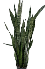 Load image into Gallery viewer, Zeylanica Snake Plant - Sansevieria Zeylanica superba
