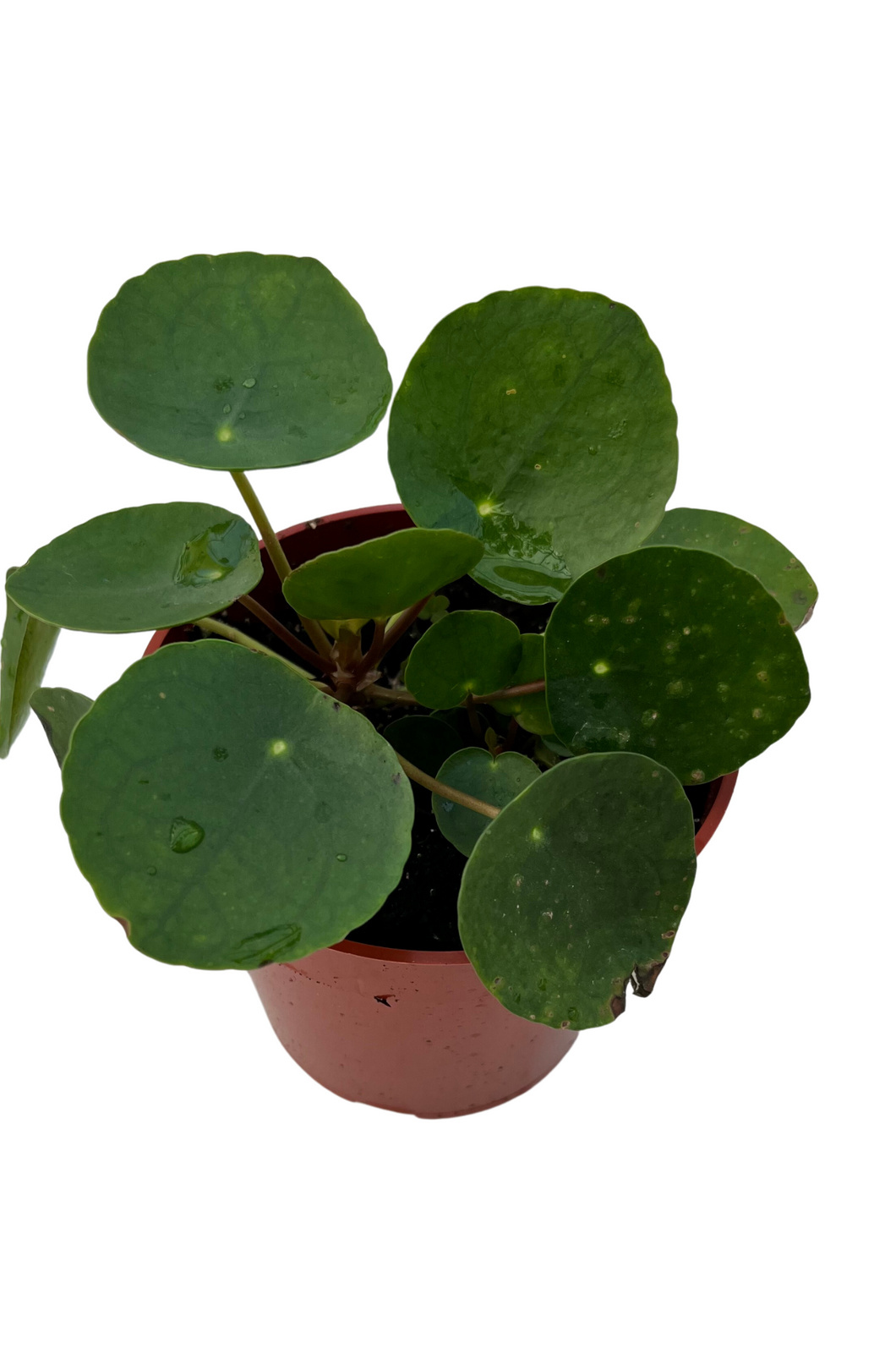 Chinese Money Plant - Pilea peperomoides