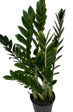 Load image into Gallery viewer, ZZ Plant - Zamioculca Zamiifolia
