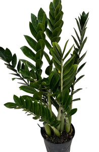 ZZ Plant - Zamioculca Zamiifolia