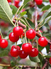 Load image into Gallery viewer, Pre-Order Cherry Trees
